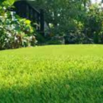 Cow Grass Services in Kuala Lumpur