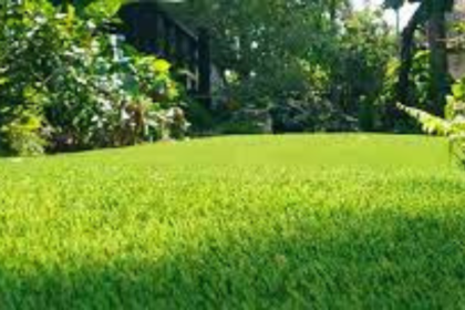 Cow Grass Services in Kuala Lumpur