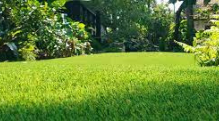 Cow Grass Services in Kuala Lumpur