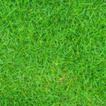 Plants For Landscaping In Kuala Lumpur