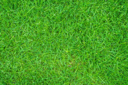 Plants For Landscaping In Kuala Lumpur