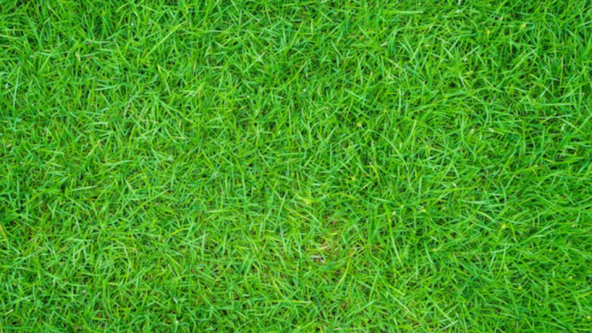 Plants For Landscaping In Kuala Lumpur