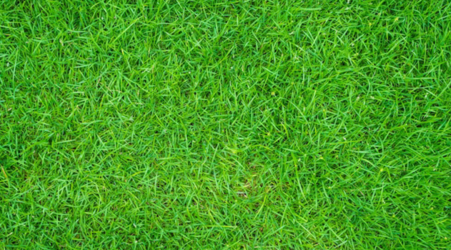 Plants For Landscaping In Kuala Lumpur