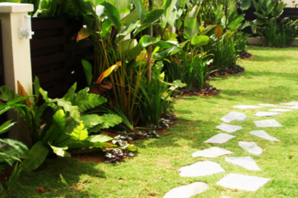 Plants for landscaping in Malaysia