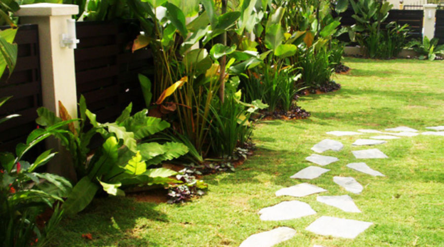 Plants for landscaping in Malaysia