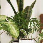 Indoor Plant Hire In Kuala Lumpur