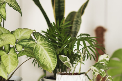 Indoor Plant Hire In Kuala Lumpur