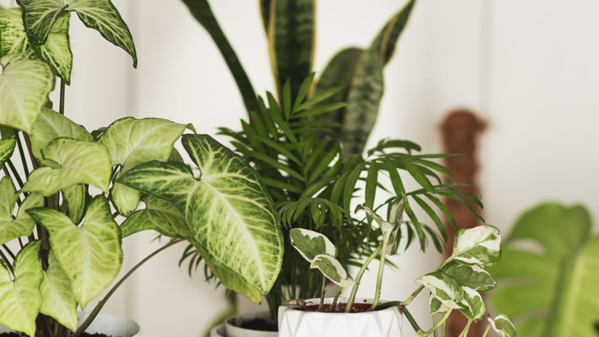 Indoor Plant Hire In Kuala Lumpur