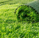 Rental Plant Service KL