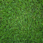 Zoysia grass in Selangor