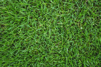 Zoysia grass in Selangor
