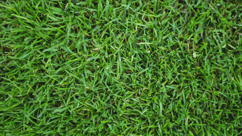 Zoysia grass in Selangor