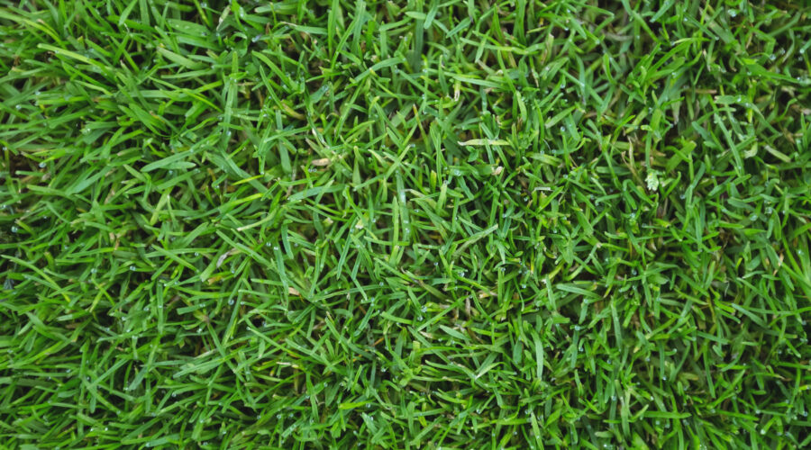 Zoysia grass in Selangor