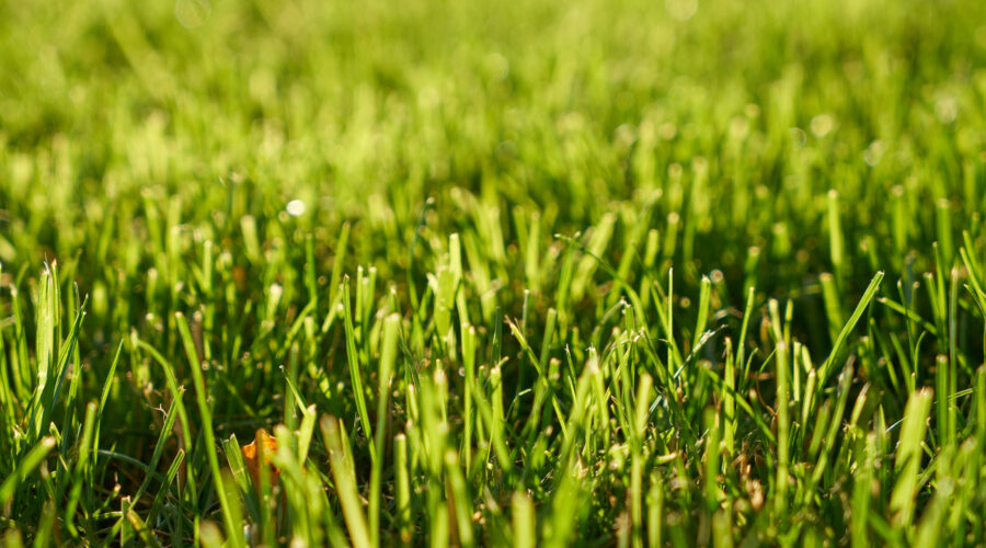 professional wood decking services in Kuala Lumpur